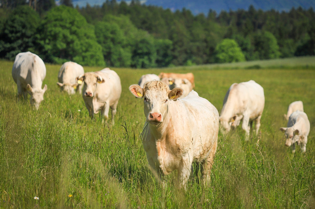 PowerfulPeople WHEY: Geproduceerd op Nederlandse Grond en Europese Koeien